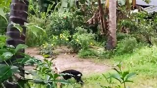 Dangerous Dogs Attack To Cat