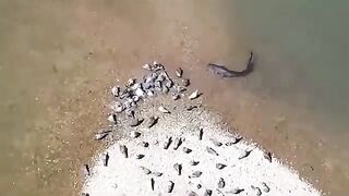 Catfish Vs Birds