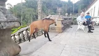 Brazilian Wolf