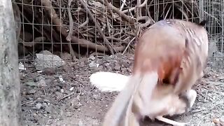 Funny Chickens  Mating