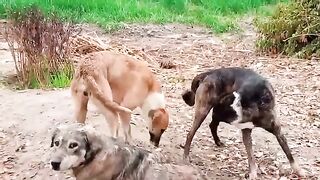 Village Dogs Mating in Field