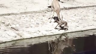 Animals Swimming  And Drinking