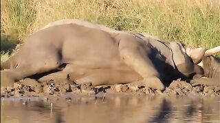 Weak Elephant