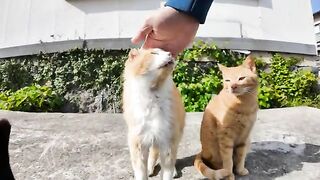 Cute brown tabby cats on stone benches on Cat Island 2