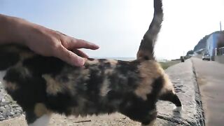 When I sit on the breakwater, a calico cat sits next to me 2