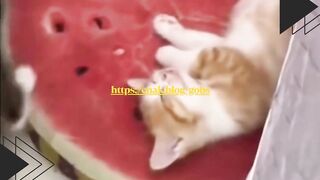 Tidur di atas semangka? Cuma anak kucing satu ini yang bisa senyenyak itu!