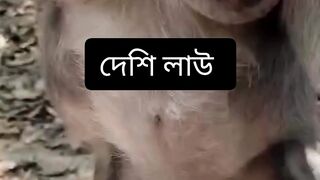 Funny monkey 24
