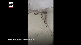 Snake on a plane delays a flight in