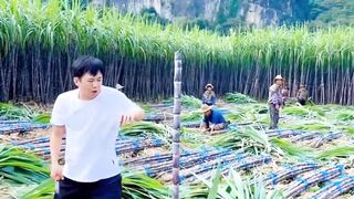 The Most Satisfying Fruit Cutting Sounds Ever!  Shorts