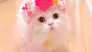 Cute and beautiful cat