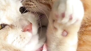 Romantic cat 2