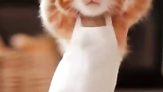 Chef cat dance