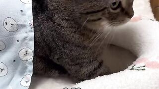 Cat daily routine