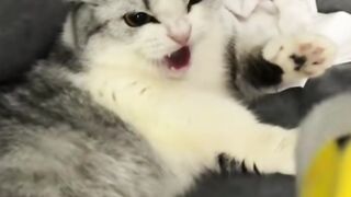 Best cats 2