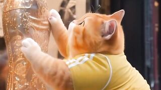 Cat story 8