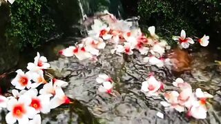 Peace-moment