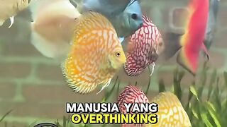 Ikan diskus yang cantik