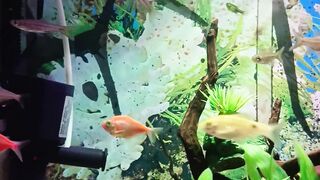 Original aquarium