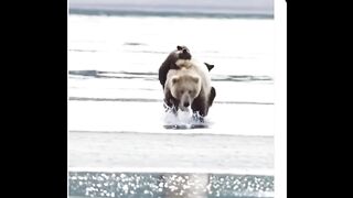The female bear took her cubs The mother is the mother again on her back and crossed the lake.