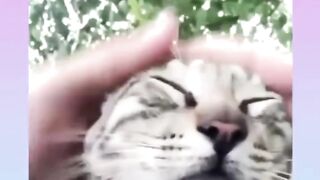 Pov ketemu kucing di jalan