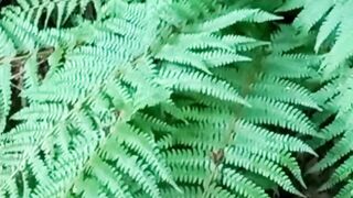 Beautiful nature 239