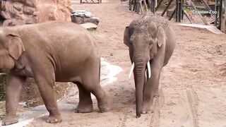 Revolutionary Poo Zoo Project Saves Endangered Species with Dung