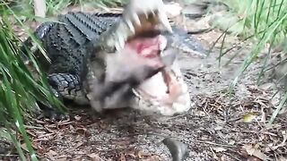 Saltwater Crocodile Eating