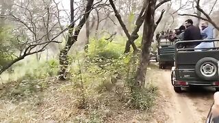 Tiger Raja