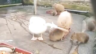 Big Swan Vs Pigs