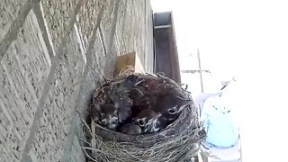Mother Bird  Childrens
