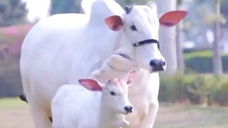 Animals 81