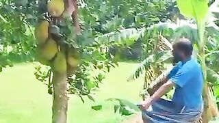 How to CATCH BIG FRUIT Funny