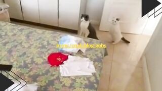 Dua kucing ini serius banget dengerin si dedek bayi nangis, ekspresinya kayak lagi rapat darurat!