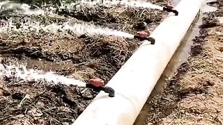 НАЧИНИ ЗА ПОЛИВАНЕ НА ЦАРЕВИЦА