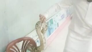 Attack the sanke