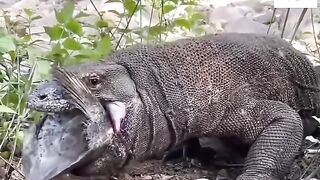 komedo m4t1 tersedak gara gara ikan
