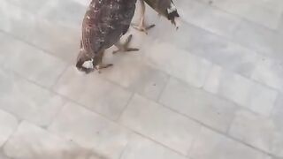 Two birds