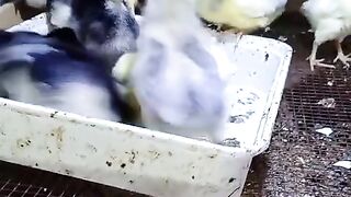 Little chicken 2