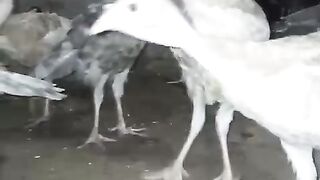 Many birds