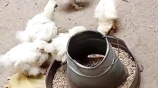 Small chicken 2