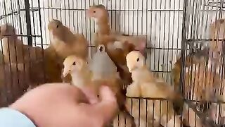 Chicken bggyjgghjjkkkl
