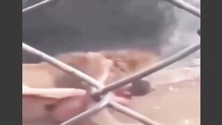 Lion attacks man in cage