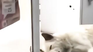 animal behavior makes you laugh