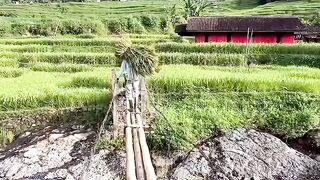 walking in the rice fields
