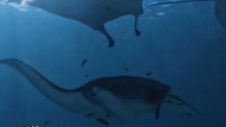 Ikan ini memiliki otak paling besar tapi makanan nya cuma plankton