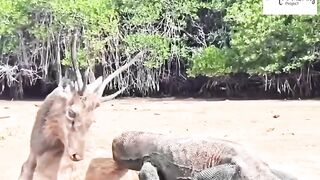 komedo vs rusa yang malang