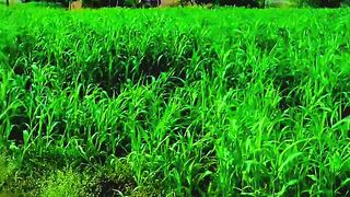 Please follow me [viral video]