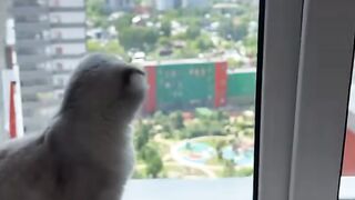 Balcon pour chat