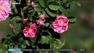 Bulgarian Rose Oil Crisis: Weather and Tariffs Threaten Liquid Gold