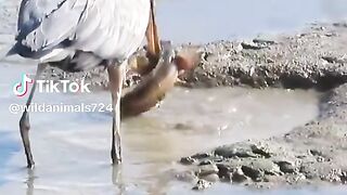 watching full video 53